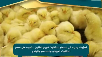تغيّرات جديدة في أسعار الكتاكيت اليوم الاثنين.. تعرف على سعر الكتكوت الأبيض والساسو والبلدي